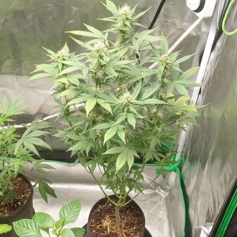 Unknown strain growlog timeline photo