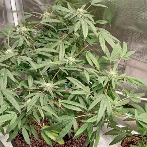 Unknown strain growlog timeline photo