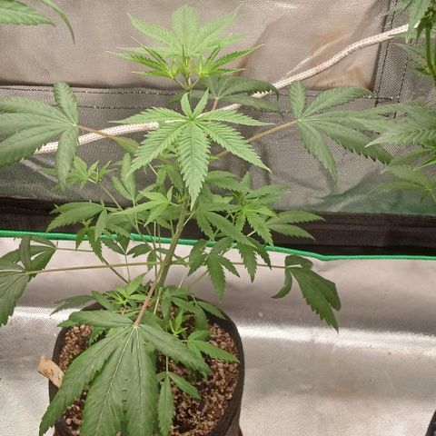 Unknown strain growlog timeline photo