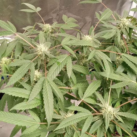 Unknown strain growlog timeline photo