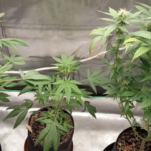 Unknown strain growlog timeline photo