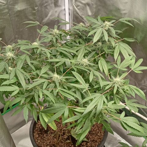 Unknown strain growlog timeline photo