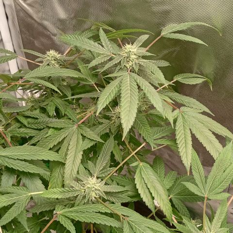 Unknown strain growlog timeline photo