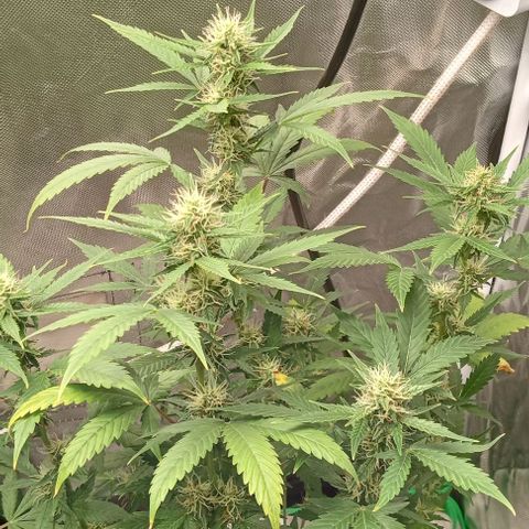 Unknown strain growlog timeline photo