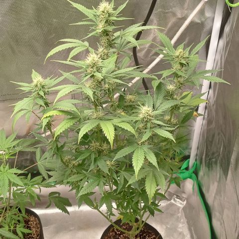 Unknown strain growlog timeline photo