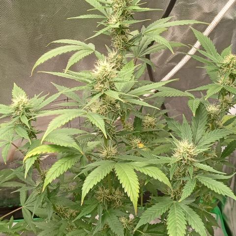 Unknown strain growlog timeline photo