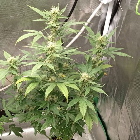 Unknown strain growlog timeline photo