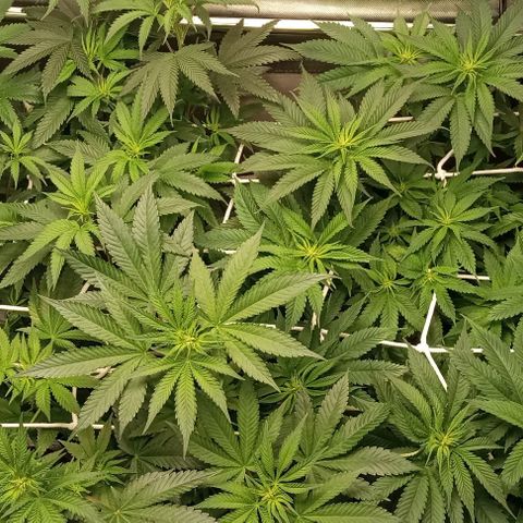 Cotton candy cane and G.R.E.A.M growlog timeline photo