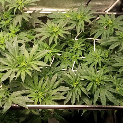 Cotton candy cane and G.R.E.A.M growlog timeline photo