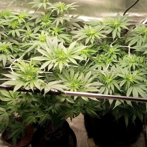 Cotton candy cane and G.R.E.A.M growlog timeline photo