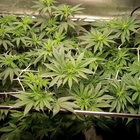Cotton candy cane and G.R.E.A.M growlog timeline photo