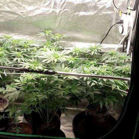 Cotton candy cane and G.R.E.A.M growlog timeline photo
