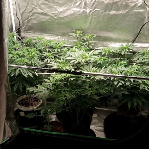 Cotton candy cane and G.R.E.A.M growlog timeline photo