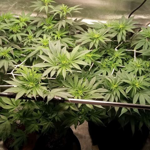 Cotton candy cane and G.R.E.A.M growlog timeline photo