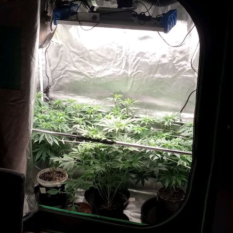 Cotton candy cane and G.R.E.A.M growlog timeline photo