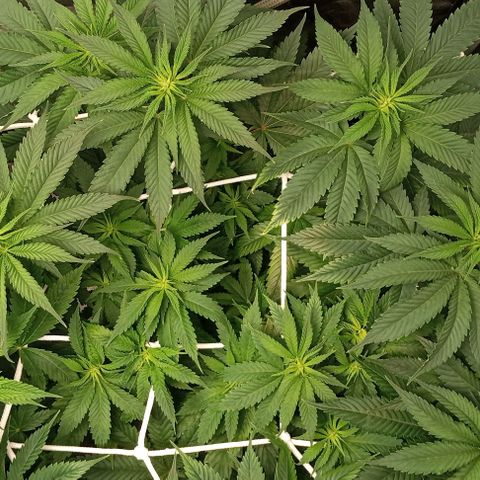 Cotton candy cane and G.R.E.A.M growlog timeline photo