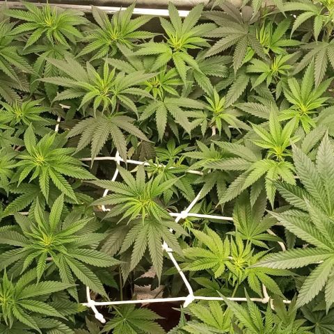 Cotton candy cane and G.R.E.A.M growlog timeline photo