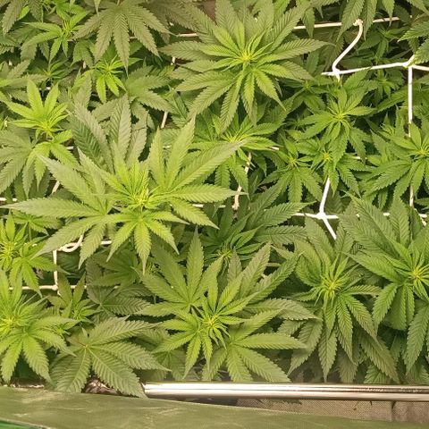 Cotton candy cane and G.R.E.A.M growlog timeline photo