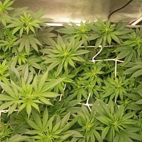 Cotton candy cane and G.R.E.A.M growlog timeline photo