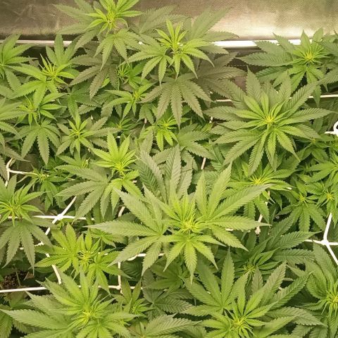 Cotton candy cane and G.R.E.A.M growlog timeline photo