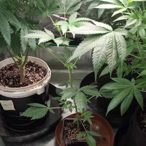 Cotton candy cane and G.R.E.A.M growlog timeline photo
