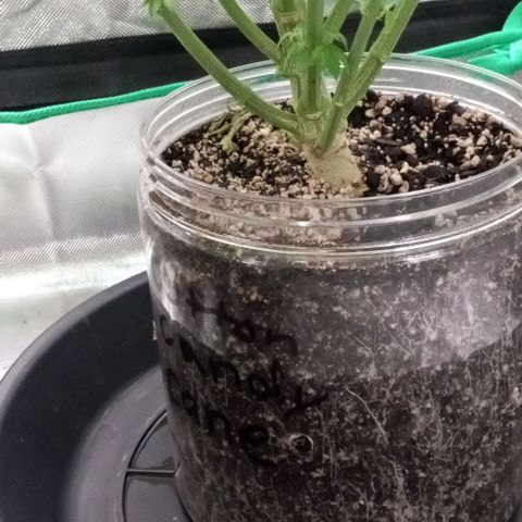 Cotton candy cane and G.R.E.A.M growlog timeline photo