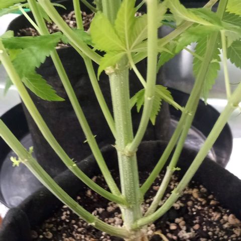Cotton candy cane and G.R.E.A.M growlog timeline photo
