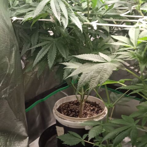 Cotton candy cane and G.R.E.A.M growlog timeline photo
