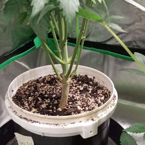 Cotton candy cane and G.R.E.A.M growlog timeline photo