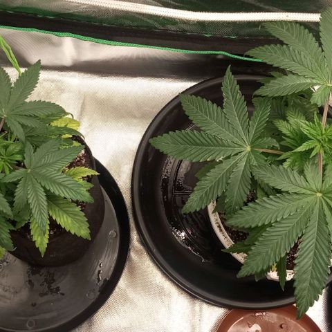 Cotton candy cane and G.R.E.A.M growlog timeline photo