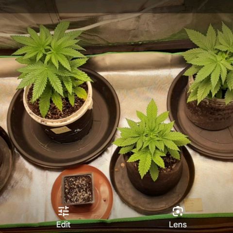 Cotton candy cane and G.R.E.A.M growlog timeline photo