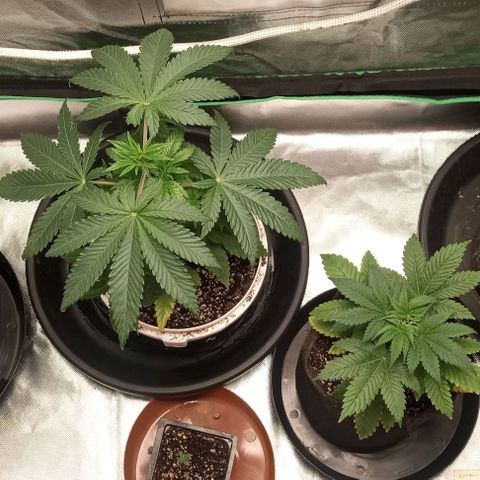Cotton candy cane and G.R.E.A.M growlog timeline photo