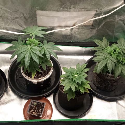 Cotton candy cane and G.R.E.A.M growlog timeline photo