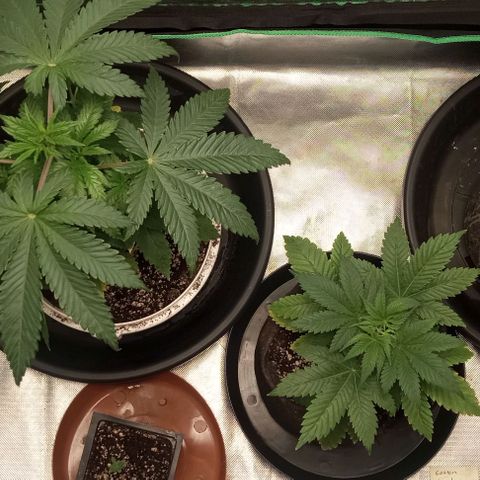 Cotton candy cane and G.R.E.A.M growlog timeline photo
