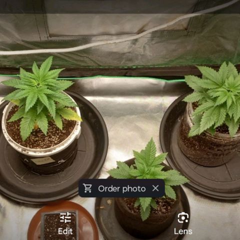 Cotton candy cane and G.R.E.A.M growlog timeline photo