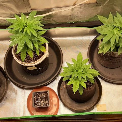 Cotton candy cane and G.R.E.A.M growlog timeline photo
