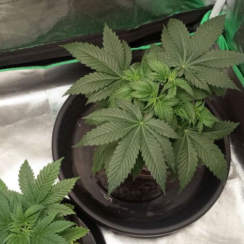 Cotton candy cane and G.R.E.A.M growlog timeline photo
