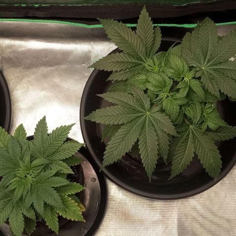 Cotton candy cane and G.R.E.A.M growlog timeline photo