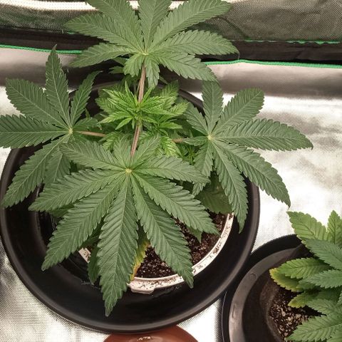Cotton candy cane and G.R.E.A.M growlog timeline photo