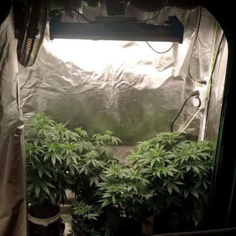 Cotton candy cane and G.R.E.A.M growlog timeline photo