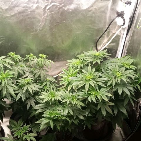 Cotton candy cane and G.R.E.A.M growlog timeline photo