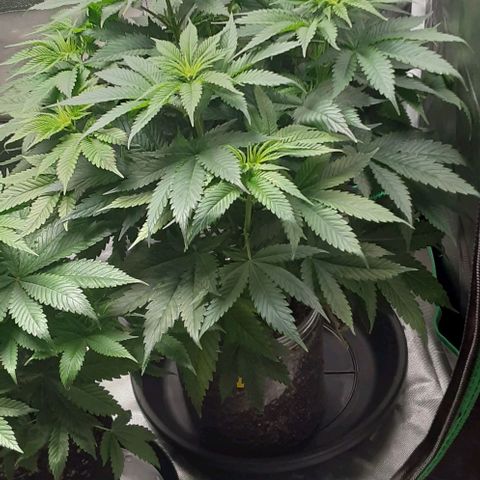Cotton candy cane and G.R.E.A.M growlog timeline photo