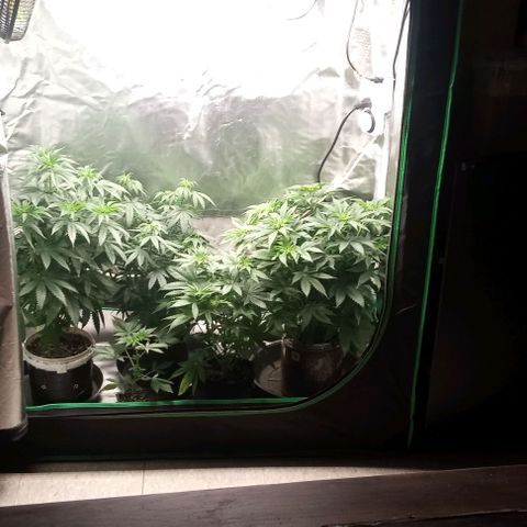 Cotton candy cane and G.R.E.A.M growlog timeline photo