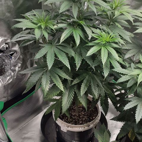 Cotton candy cane and G.R.E.A.M growlog timeline photo