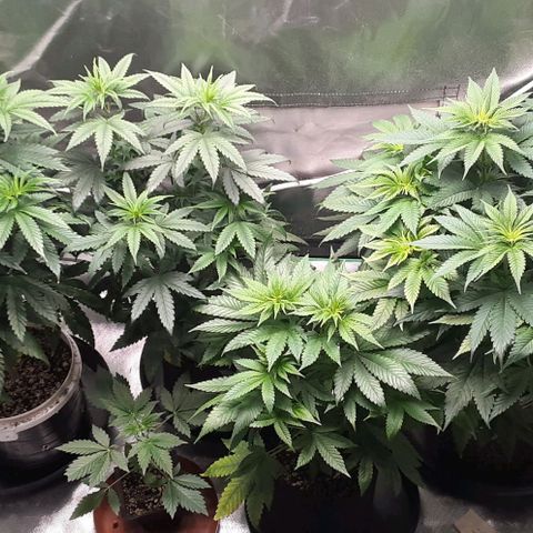 Cotton candy cane and G.R.E.A.M growlog timeline photo