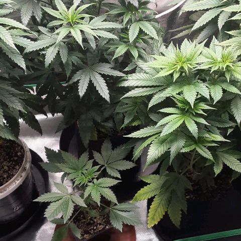 Cotton candy cane and G.R.E.A.M growlog timeline photo