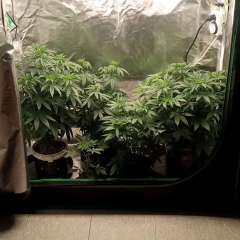 Cotton candy cane and G.R.E.A.M growlog timeline photo