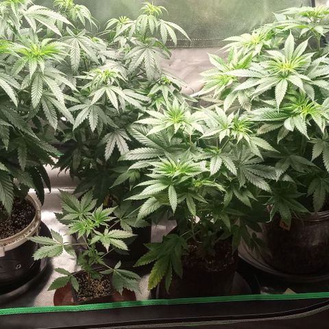 Cotton candy cane and G.R.E.A.M growlog timeline photo