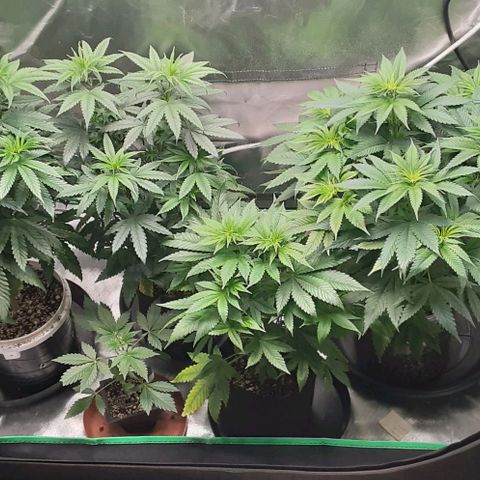 Cotton candy cane and G.R.E.A.M growlog timeline photo