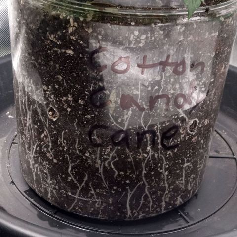 Cotton candy cane and G.R.E.A.M growlog timeline photo